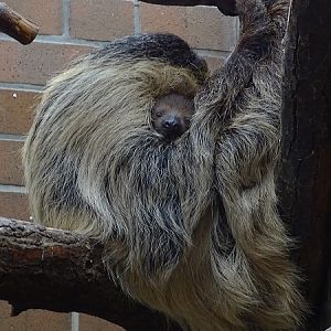Linnaeus' two-toed sloth (Choloepus didactylus) (07/22)