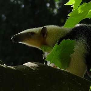Southern tamandua (Tamandua tetradactyla) (07/22)