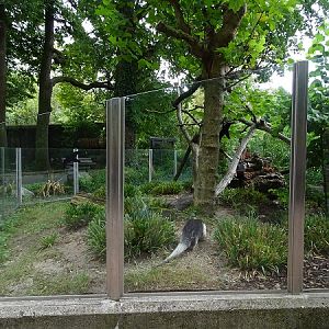Enclosure for southern tamandua (07/22)