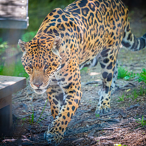 Luca the male Jaguar