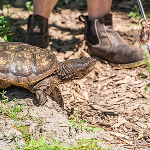 Sparkle the female Common Snapping Turtle
