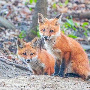 Red Foxes Kits