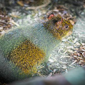 Dasyprocta the male Agouti