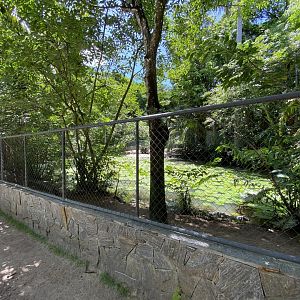Broad-snouted Caiman, Red-footed Tortoise and Yellow-footed Tortoise enclosure