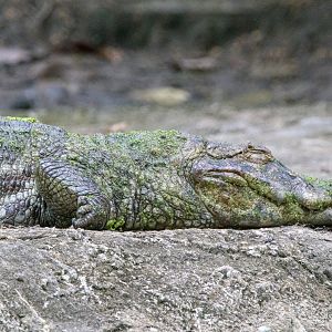 Broad-snouted Caiman