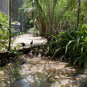 White-faced Whistling Duck (Walkthrough Aviary)