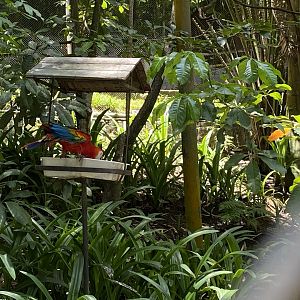 Scarlet Macaw (Walkthrough Aviary)