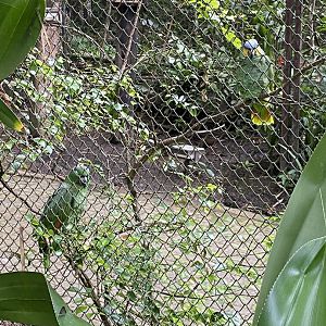 Mealy Amazon and Turquoise-fronted Amazon