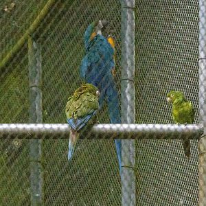 Blue-winged Macaw, White-eyed Parakeet and Blue-and-Yellow Macaw