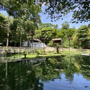 Black-striped Capuchin (Sapajus libidinosus)