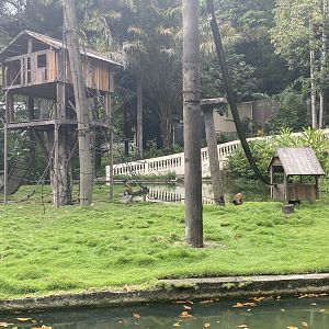 Black-striped Capuchin (Sapajus libidinosus)