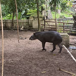 Brazilian Tapir