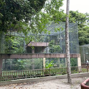 Grivet (Chlorocebus aethiops)