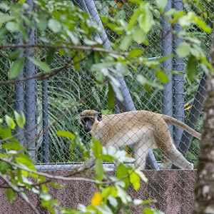Grivet (Chlorocebus aethiops)