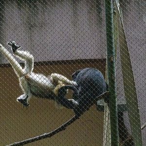 Black Howler Monkey (Alouatta caraya)