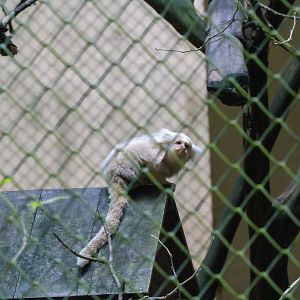 Albino Common Marmoset (Callithrix jacchus)