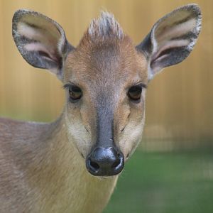 Red Forest Duiker - May 2022