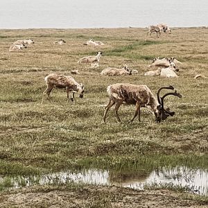 Caribou - Alaska