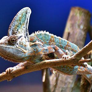 Veiled Chameleon (Chamaeleo calyptratus)