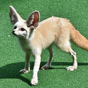 Fennec Fox (Vulpes zerda)