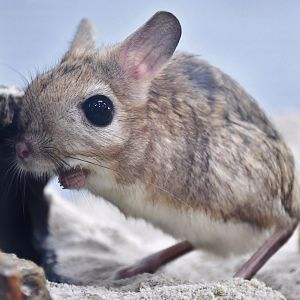 Greater Egyptian Jerboa (Jaculus orientalis)