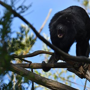 Paraguayan black howler (Alouatta caraya)
