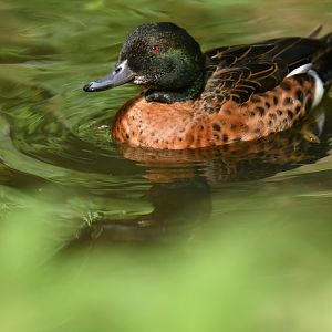 Chestnut teal (Anas castanea)
