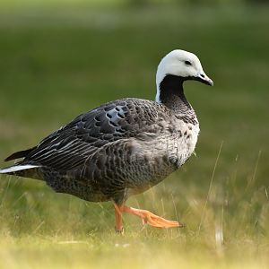 Emperor Goose Anser canagicus