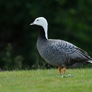 Emperor Goose Anser canagicus