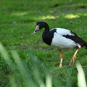Magpie Goose Anseranas semipalmata