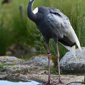 White-naped Crane Antigone vipio
