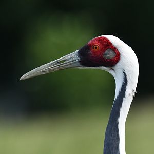 White-naped Crane Antigone vipio