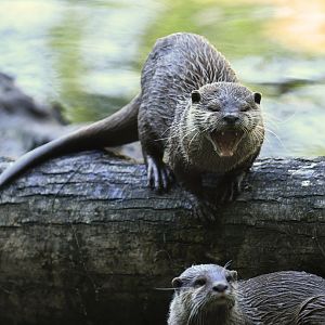 Asian small-clawed otter (Aonyx cinereus)