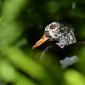 White-winged Duck Asarcornis scutulata