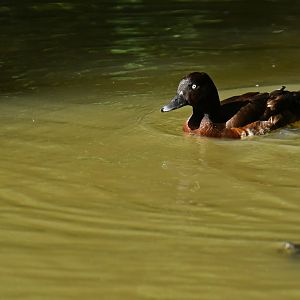 Baer's pochard (Aythya baeri) ?