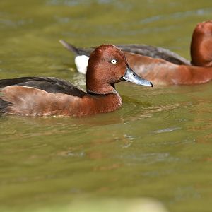 Ferruginous Pochard Aythya nyroca