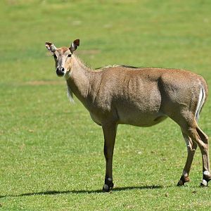 Nilgai (Boselaphus tragocamelus)