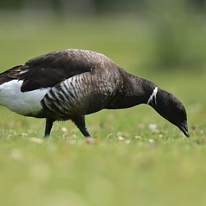 Dark-bellied Brant Branta bernicla