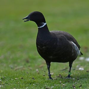 Dark-bellied Brant Branta bernicla