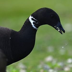 Dark-bellied Brant Branta bernicla
