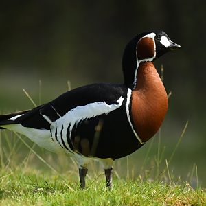 Red-breasted Goose Branta ruficollis