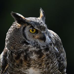 Great Horned Owl Bubo virginianus