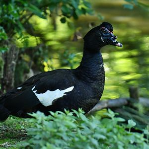 Muscovy Duck Cairina moschata