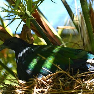 Nicobar Pigeon Caloenas nicobarica