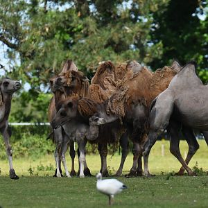 Domestic camel (Camelus bactrianus)
