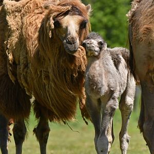 Domestic camel (Camelus bactrianus)