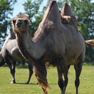 Domestic camel (Camelus bactrianus)
