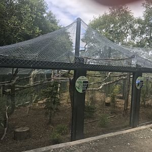 Clouded leopard enclosure