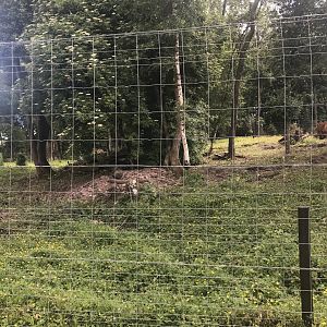 European brown bear enclosure