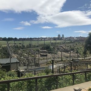 Snow leopard enclosure